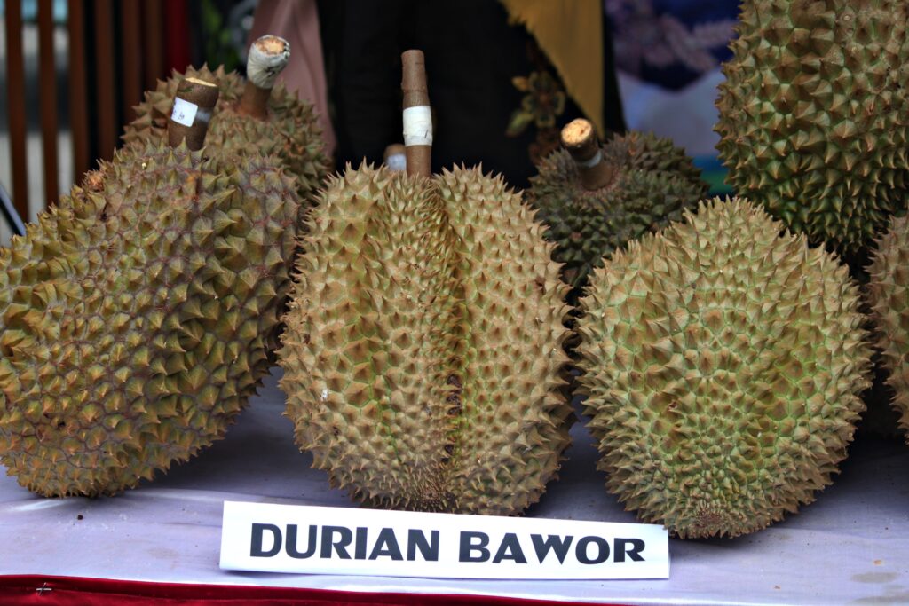 Peluang Bisnis Durian, Dapatkan Pasif Income Tanpa Batas dari Berkebun Durian! 6 peluang bisnis kebun durian
